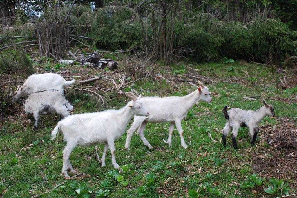 Farm Stay Dolinar Krainer Bohinjska Bela Rum bild