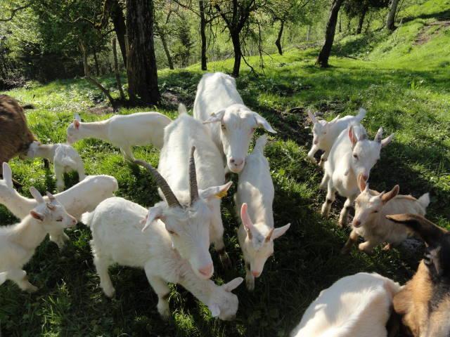 Farm Stay Dolinar Krainer Bohinjska Bela Exteriör bild